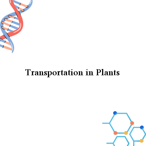 Transportation in Plants